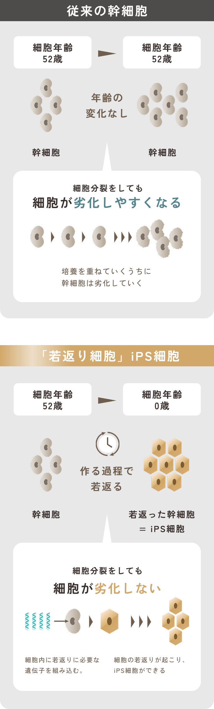 従来の幹細胞,「若返り細胞」iPS細胞