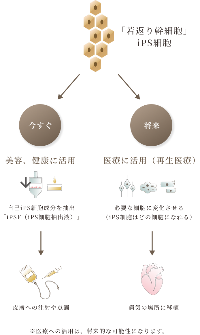 iPS細胞は最先端の美容・健康ソリューション
